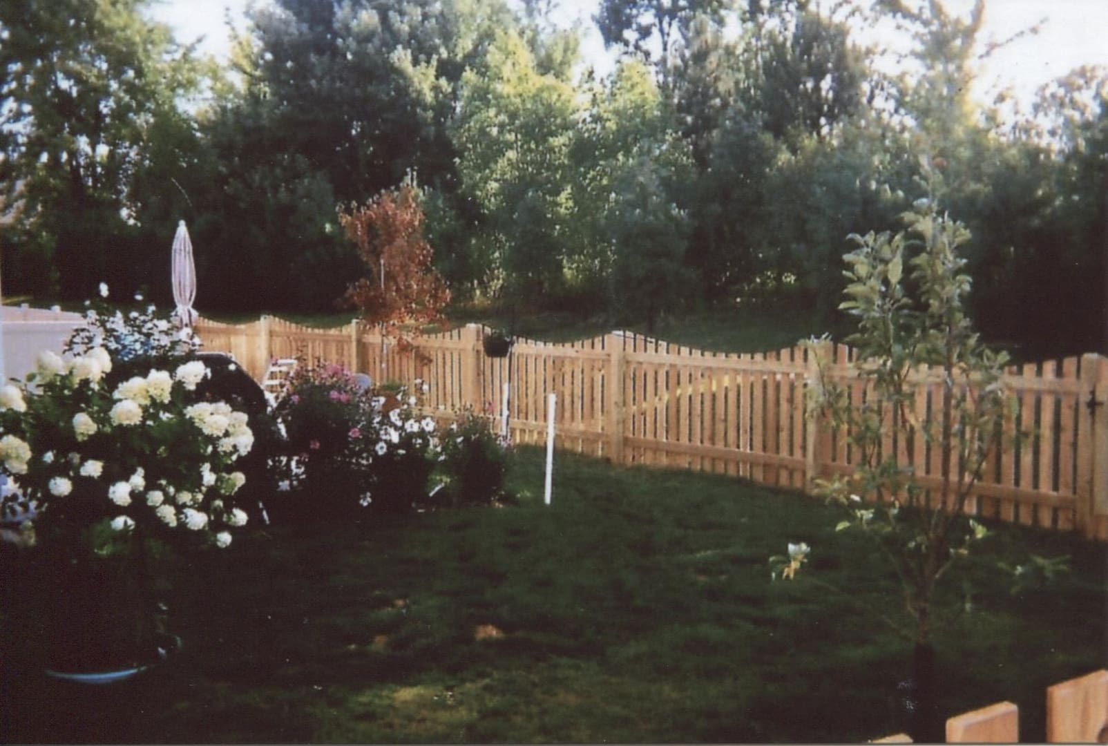 Backyard with blooming plants and trees
