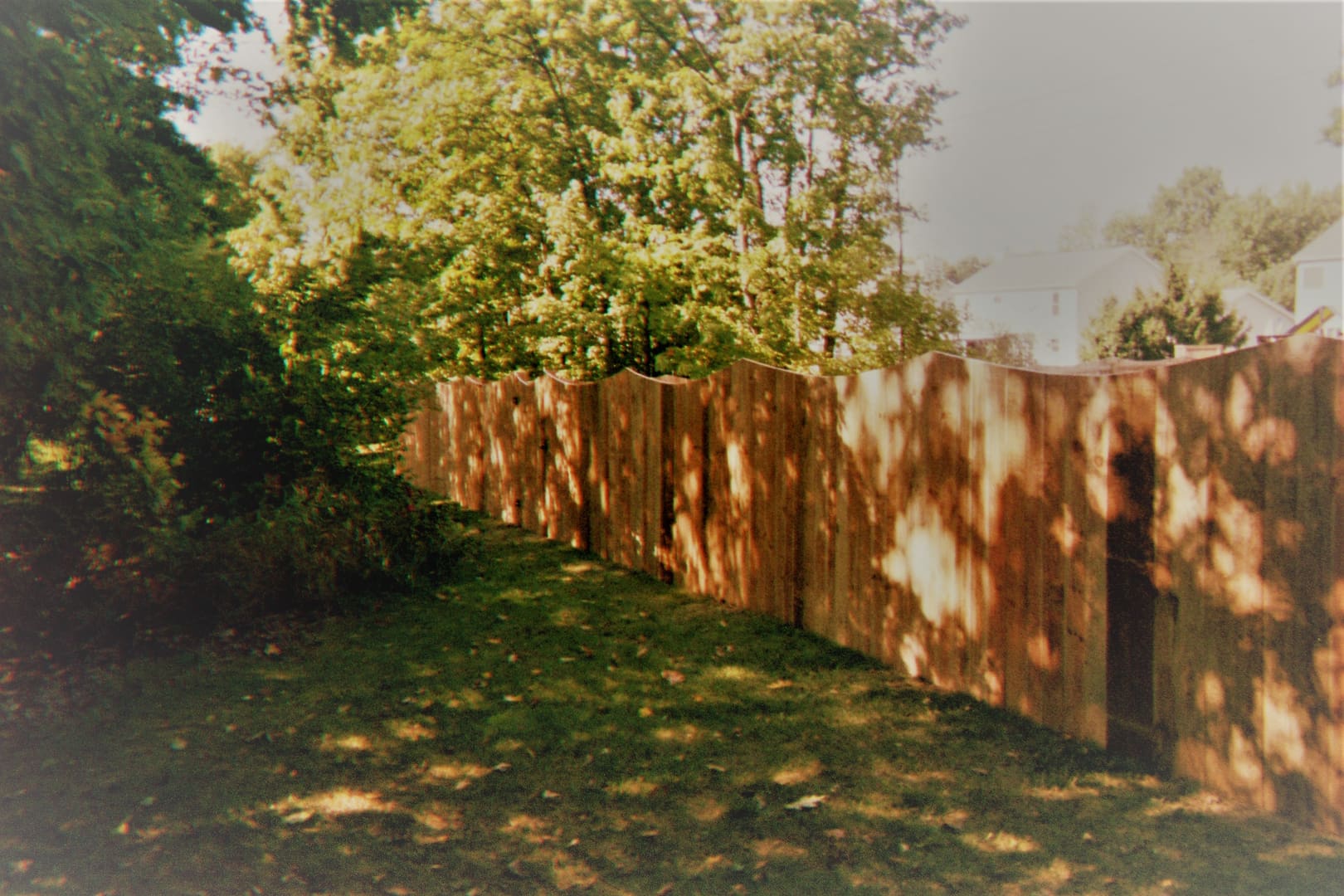 Green backyard with wooden fence